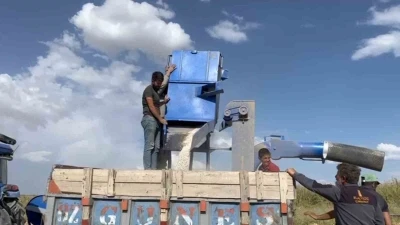 Adilcevaz’da fasulye hasadı başladı
