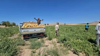 Adilcevaz’da kavun hasadı başladı
