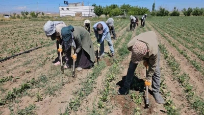 Adilcevaz&rsquo;da kavurucu sıcakta ekmek parası m&uuml;cadelesi
