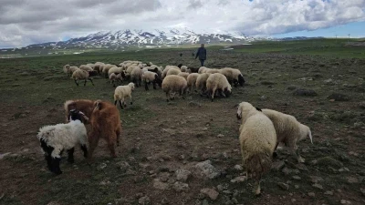 Adilcevaz&rsquo;da s&uuml;r&uuml;ler yaylaya &ccedil;ıktı
