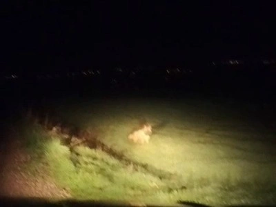 Adıyaman&rsquo;da &ccedil;izgili sırtlan g&ouml;r&uuml;ld&uuml;