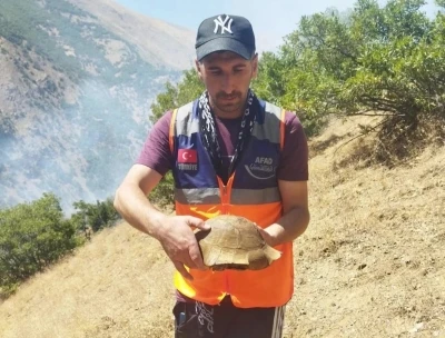 AFAD gönüllüsü yangın bölgesindeki kaplumbağayı kurtardı
