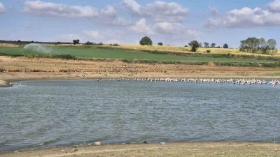 Afrika yolculuğu öncesi binlerce leylek gölette buluştu
