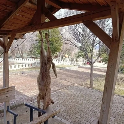 Afyonkarahisar&rsquo;da &ouml;ld&uuml;r&uuml;len k&ouml;pekle ilgili &ccedil;ok y&ouml;nl&uuml; soruşturma
