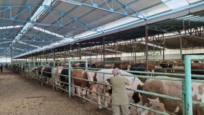 Afyonkarahisar’da şap hastalığı ile mücadele sürüyor
