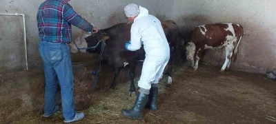 Afyonkarahisar’da sığır tüberkülozu taraması başlatıldı
