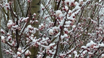 Afyonkarahisar ve K&uuml;tahya&rsquo;da badem ve kayısı &ccedil;i&ccedil;ekleri karla kaplandı
