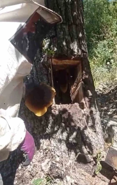 Ağaç kovuğundan kilo kilo bal çıktı
