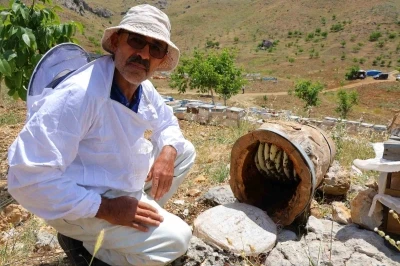 Ağaç kütüğünde doğal bal
