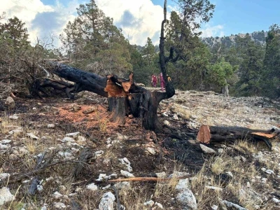 Ağaca düşen yıldırım yangına neden oldu

