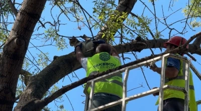 Ağaçta 3 gündür mahsur kalan kedi kurtarıldı
