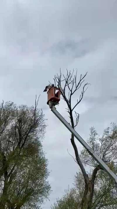 Ağa&ccedil;ta asılı kalan leylek kurtarıldı
