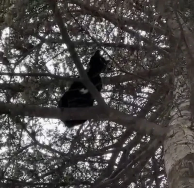 Ağaçta mahsur kalan kedi, itfaiye ekiplerince kurtarıldı
