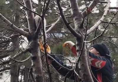 Ağaçta mahsur kalan kedi kurtarıldı
