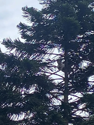 Ağaçta mahsur kalan kedi kurtarıldı
