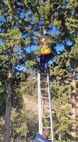Ağaçta mahsur kalan kedi, merdiven yardımıyla kurtarıldı

