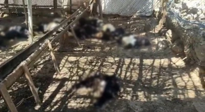 Ağıla giren başıboş k&ouml;pekler 26 ke&ccedil;iyi telef etti
