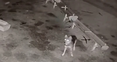 Ağıla giren kurt, 2 koyunu telef etti
