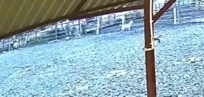 Ağıla giren kurt 8 k&uuml;&ccedil;&uuml;kbaş hayvanı telef etti
