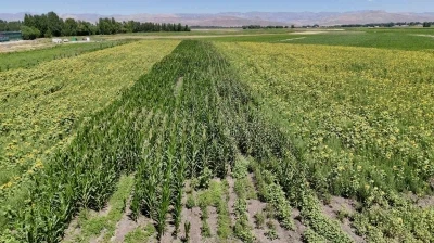 Ağrı’da çiftçinin bostanı örnek oldu: Sebze, meyve ve tahıl bir arada
