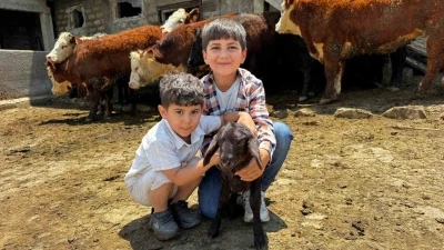 Ağrı&rsquo;da damızlık desteğiyle kırmızı et &uuml;retimi g&uuml;&ccedil;leniyor
