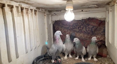 Ağrı&rsquo;da dondurucu soğuğa rağmen 7 yıldır g&uuml;vercin yetiştiriyorlar
