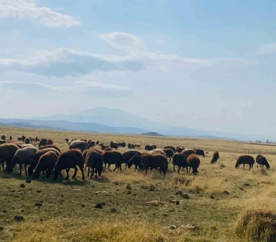 Ağrı&rsquo;da ılıman iklim kış besicilerin y&uuml;z&uuml;n&uuml; g&uuml;ld&uuml;rd&uuml;
