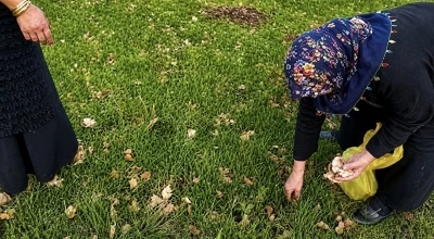 Ağrı&rsquo;da kadınlar bahar otlarını topluyor
