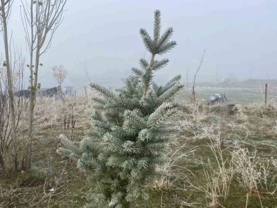 Ağrı’da kırağı etkili oldu
