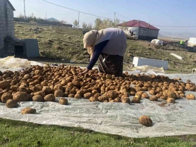 Ağrı’da kışlık patatesler geleneksel yöntemle toprağa gömülerek korunuyor
