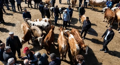 Ağrı&rsquo;da kurban pazarı hareketlendi, sevkiyatlar arttı
