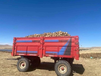 Ağrı’da şeker pancarı hasadı devam ediyor
