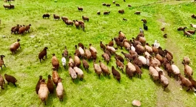 Ağrı&rsquo;da yaylalar koyun s&uuml;r&uuml;leriyle s&uuml;slendi
