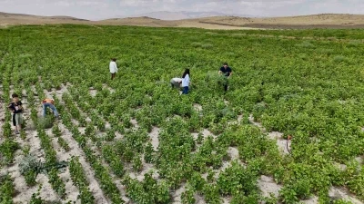 Ağrı’da yetişmez denilen fasulye, yüksek verimiyle dikkat çekti
