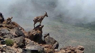 Ağrı Dağı’nda 4 bin rakımda dağ keçileri görüntülendi
