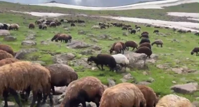 Ağrı&rsquo;nın yaylalarında yaz ve kış bir arada
