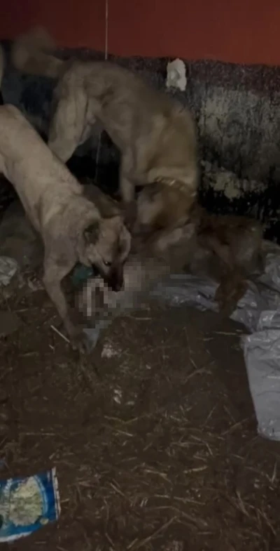 Ahıra girmeye &ccedil;alışan kurdu kangallar telef etti
