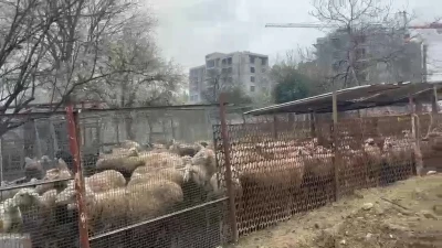 Ahırda &ccedil;ıkan yangında &ccedil;ok sayıda hayvan telef oldu
