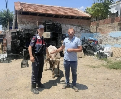Ahırdan &ccedil;alınan b&uuml;y&uuml;kbaş hayvan bulundu
