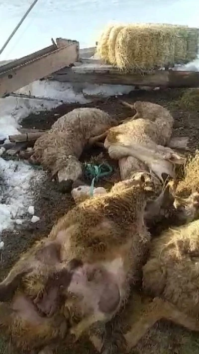 Ahırın &ccedil;atısı &ccedil;&ouml;kt&uuml;: 40 koyun 15 kuzu telef oldu
