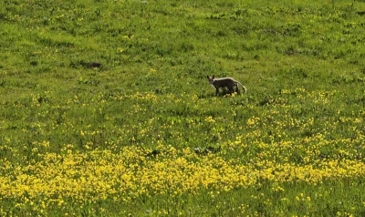 Ahlat kırsalında yiyecek arayan tilki g&ouml;r&uuml;nt&uuml;lendi
