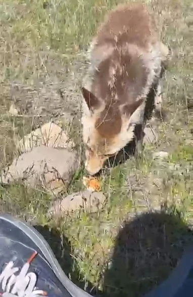 Ahlat&rsquo;ta a&ccedil; tilki piknik sofrasına ortak oldu
