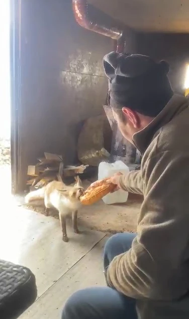 Ahlat&rsquo;ta tilki ile iş&ccedil;ilerin dostluğu g&uuml;l&uuml;msetiyor
