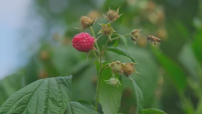 Ahududu, merkezi Bursa’da yok olmak üzere
