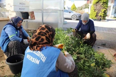 Akdeniz Belediyesi seralarda bitki &uuml;retimini arttırdı
