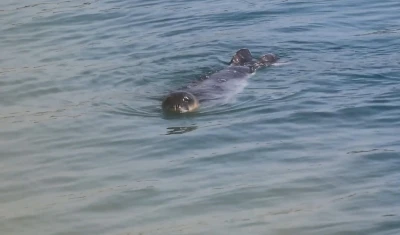 Akdeniz Fokları Bozyazı kıyılarında koruma altında
