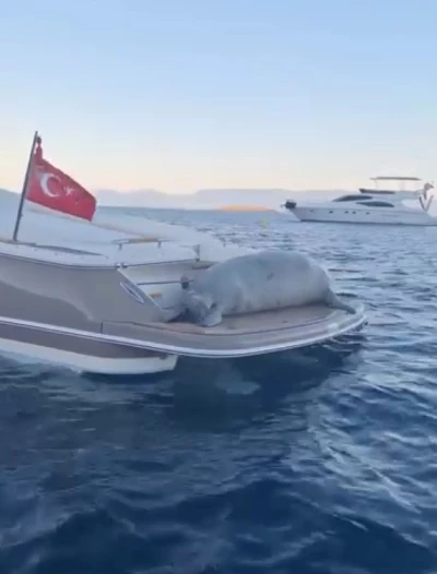 Akdeniz Foku&rsquo;nun motoryat keyfi
