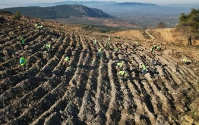 Akhisar&rsquo;da yanan alanlar yeniden yeşeriyor: 2 milyon 325 bin fidan toprakla buluşacak
