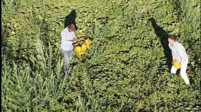 Aksaray’ın kavun ve karpuzu lezzetiyle ilgi görüyor
