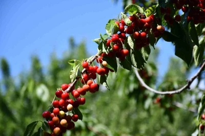 Akşehir&rsquo;de "Kiraz Hasat Şenliği" coşkusu
